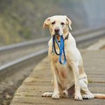 Воспоминания о потерянном питомце Воспоминания о потерянном питомце